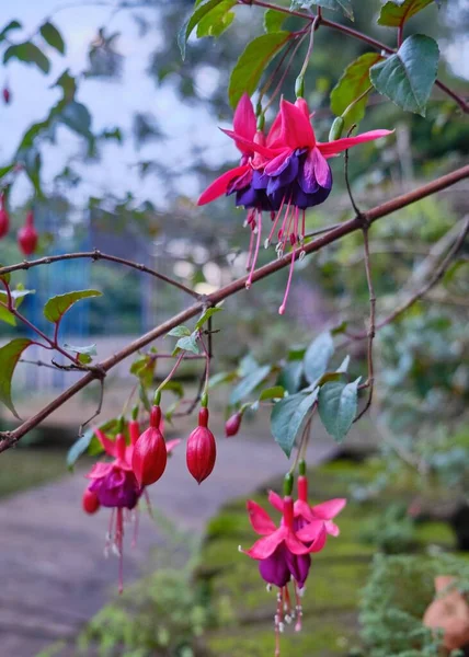 Selektivní Zaostření Záběr Roztomilé Růžové Fuchsia Kvetoucí Rostliny Zahradě — Stock fotografie
