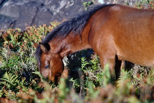 Uno Scatto Selettivo Cavallo Che Mangia Erba Nel Suo Habitat — Foto Stock