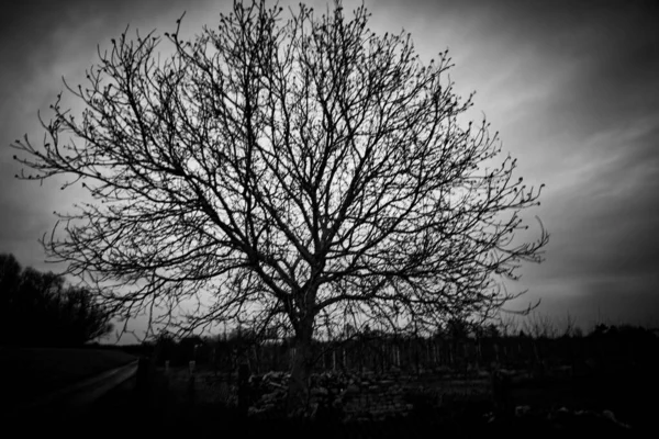 Eine Graustufenaufnahme Eines Einzelnen Blattlosen Baumes Unter Stürmischem Himmel — Stockfoto
