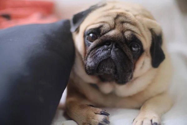 Primer Plano Enfoque Selectivo Lindo Pug Mirando Cámara Con Una — Foto de Stock