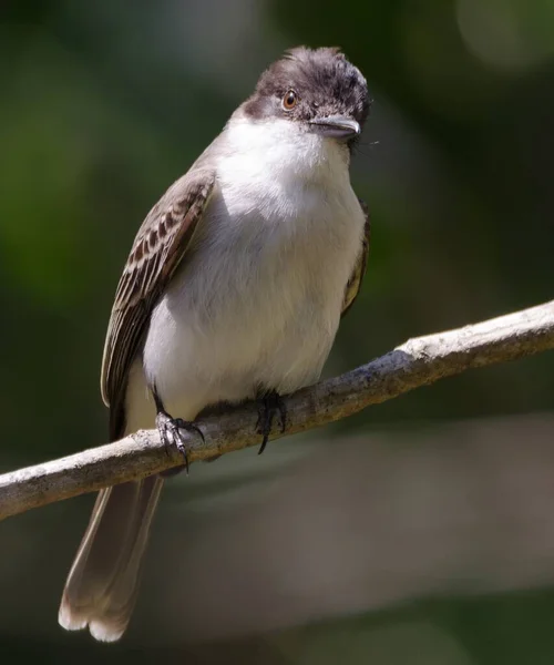 Ένας Παλαιός Κόσμος Flycatchers Κάθεται Ένα Κλαδί Δέντρου Που Περιβάλλεται — Φωτογραφία Αρχείου