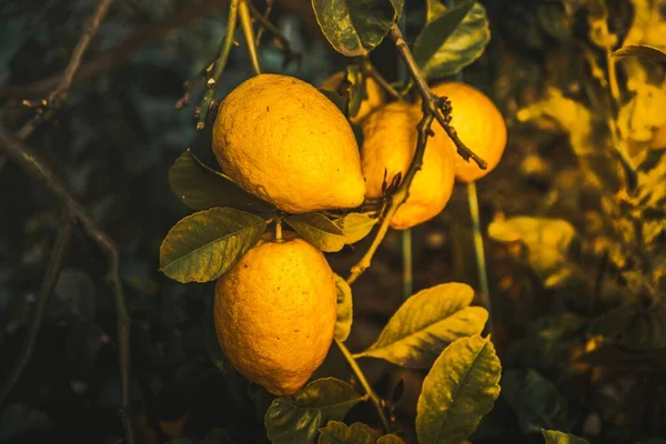 Eine Nahaufnahme Lebendiger Schuss Zitronen Mitten Wald — Stockfoto