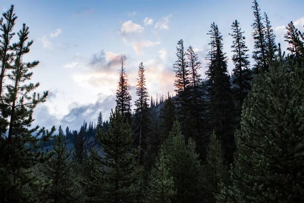 Uma Paisagem Uma Floresta Com Montanhas Cobertas Vegetação Fundo Sob — Fotografia de Stock