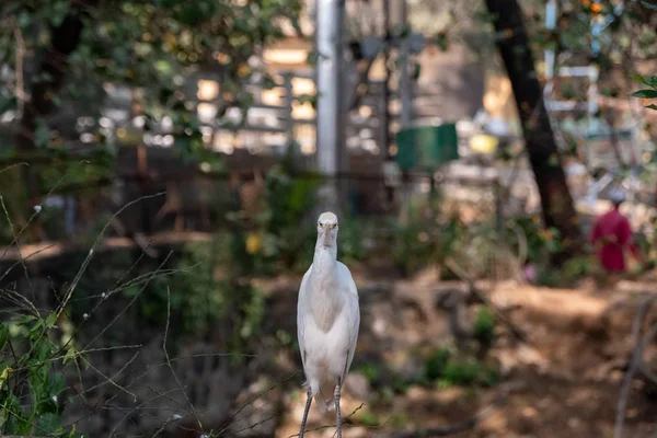 Eine Selektive Fokusaufnahme Eines Reihers Mit Einem Garten Hintergrund — Stockfoto