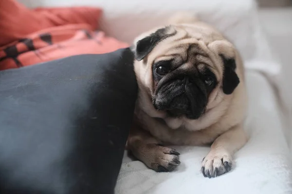 Foco Seletivo Close Pug Bonito Olhando Para Câmera Com Uma — Fotografia de Stock