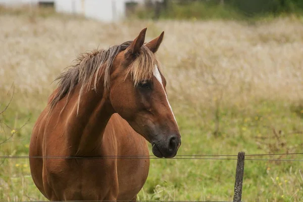 Närbild Vacker Brun Häst Med Ädel Blick Stående Fältet — Stockfoto