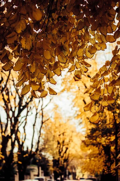 Plan Vertical Feuilles Arbre Sèches Sur Fond Flou — Photo