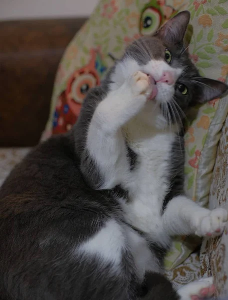 一只可爱的猫在沙发上傻傻的垂直镜头 — 图库照片