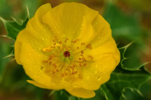 Etrafı Yeşilliklerle Çevrili Bulanık Arkaplanlı Sarı Bir Düğün Çiçeği — Stok fotoğraf