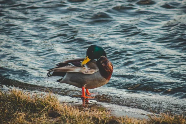 Primer Plano Pato Con Largo Pico Amarillo Pie Cerca Lago —  Fotos de Stock