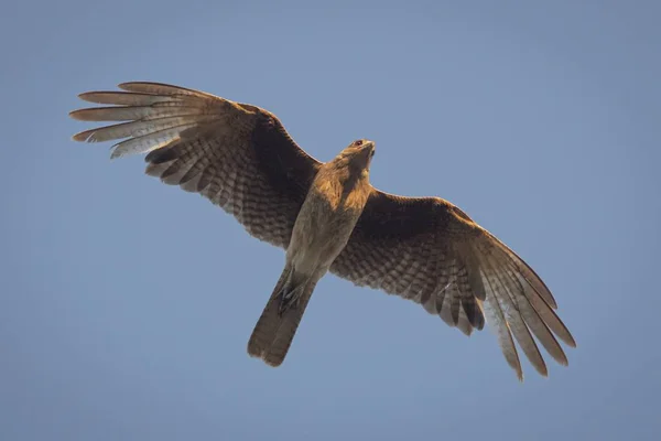 Low Angle Shot Hawk Beautiful Feathers Flying Blue Background — Stock Photo, Image