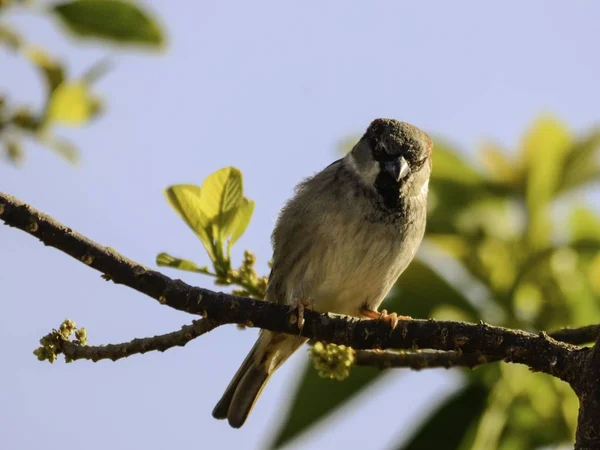 Ein Fliegenschnäpper Der Alten Welt Sitzt Auf Einem Ast Umgeben — Stockfoto