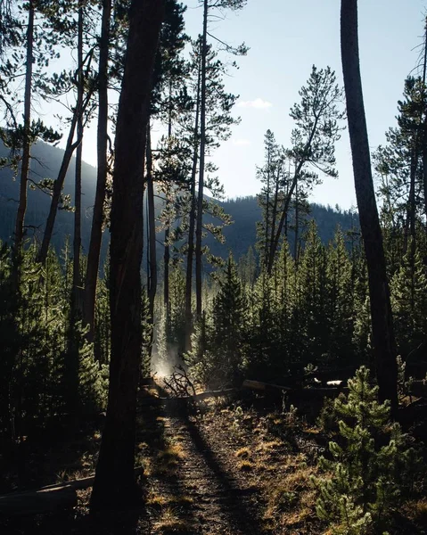 Ścieżka Lesie Otoczona Drzewami Pod Słońcem Górami Tle — Zdjęcie stockowe