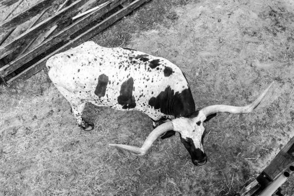 Uno Scatto Scala Grigi Toro Con Lunghe Corna Una Fattoria — Foto Stock