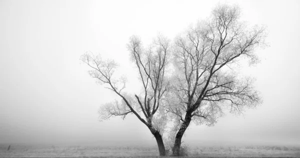 Kış Boyunca Sisli Bir Zeminde Karla Kaplı Duran Bir Ağaç — Stok fotoğraf