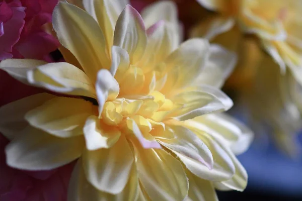 Bulanık Bir Arkaplanı Olan Güneş Işığı Altındaki Çiçeklerle Çevrili Beyaz — Stok fotoğraf