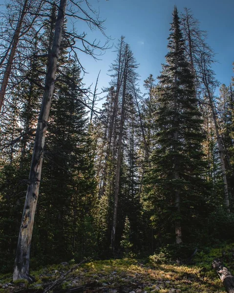 Пейзаж Леса Окруженного Деревьями Камнями Голубым Небом Солнечным Светом — стоковое фото
