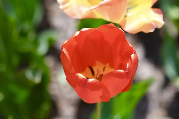 Closeup Red Tulip Surrounded Greenery Sunlight Blurry Background — Stock Photo, Image