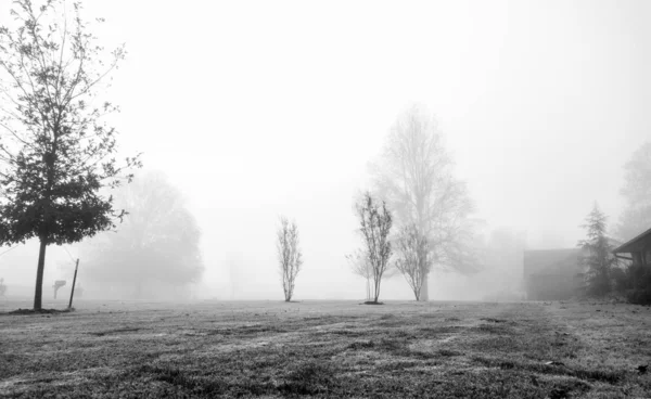 Eine Landschaft Aus Wald Umgeben Von Bäumen Und Gras Bedeckt — Stockfoto