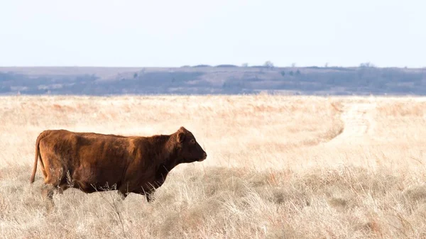 Una Vaca Marrón Caminando Prado Con Colinas Cubiertas Vegetación Sobre —  Fotos de Stock