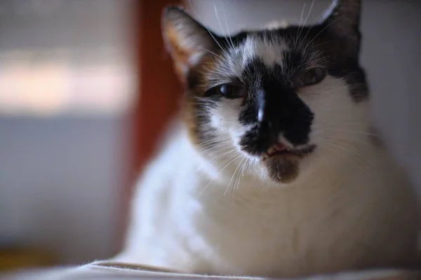 Kameraya Bakan Sevimli Bir Kedinin Yakın Çekim Odak Görüntüsü — Stok fotoğraf