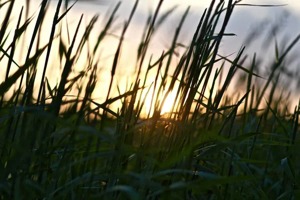 Detailní Záběr Trávy Pod Modrou Oblohou Rozmazaným Pozadím Během Krásného — Stock fotografie