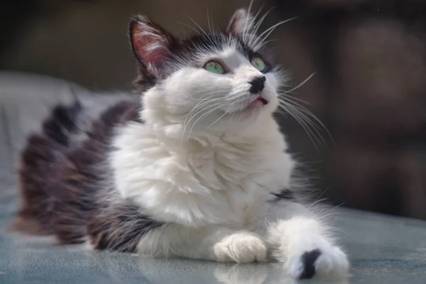 Μια Κοντινή Επιλεκτική Φωτογραφία Εστίασης Μιας Χαριτωμένης Γάτας Που Παρατηρεί — Φωτογραφία Αρχείου