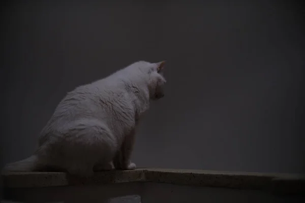 Lindo Gato Blanco Sentado Balcón Mirando Hacia Abajo —  Fotos de Stock