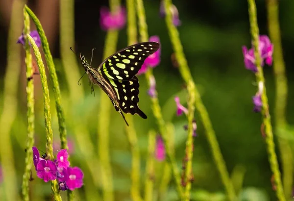 Primer Plano Enfoque Selectivo Una Linda Mariposa Verde Jay Volando — Foto de Stock