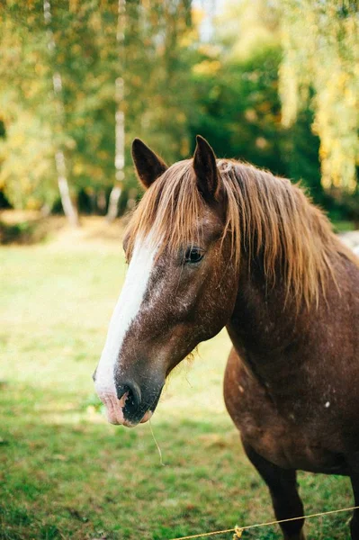 Çimenli Bir Alanda Arka Planı Bulanık Kahverengi Bir Atın Dikey — Stok fotoğraf