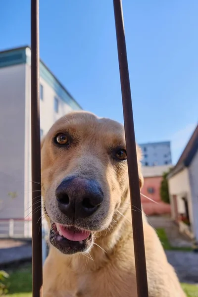 Egy Függőleges Felvétel Egy Aranyos Kutyáról Aki Fém Kapu Mögött — Stock Fotó