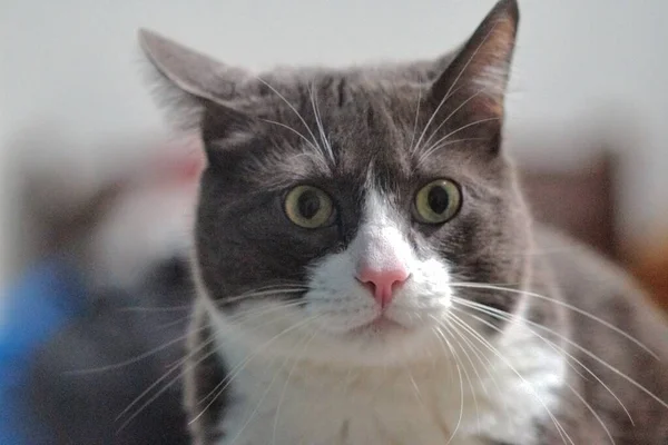 Eine Selektive Nahaufnahme Einer Niedlichen Katze Die Die Kamera Starrt — Stockfoto