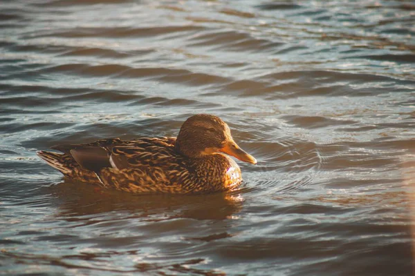 Pato Marrom Com Bico Longo Nadando Lago Sob Luz Solar — Fotografia de Stock