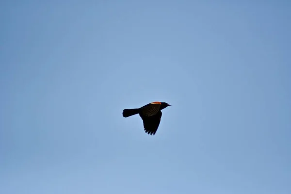 Pássaro Preto Voando Céu Azul Durante Dia Uma Imagem Legal — Fotografia de Stock
