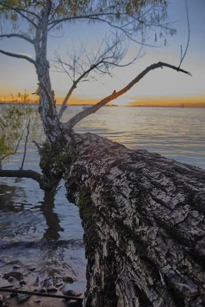 日没時に海に落ちた木の垂直ショット — ストック写真