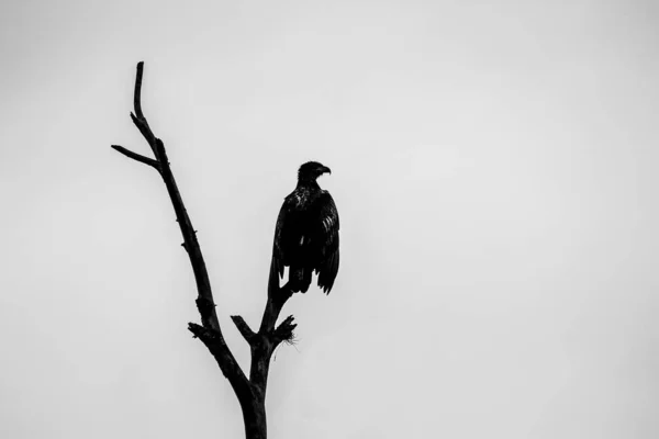 Una Sagoma Aquila Calva Appollaiata Ramo Albero Sotto Cielo Limpido — Foto Stock