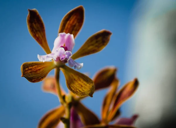 Egy Molylepke Orchideák Zölddel Körülvéve Napfény Alatt Egy Kék Homályos — Stock Fotó