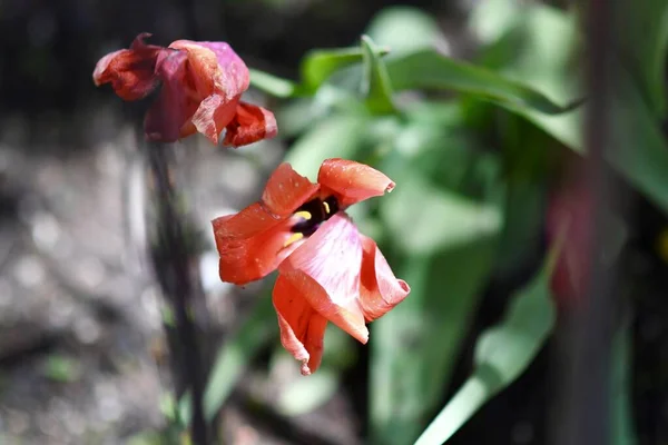 Een Close Van Rode Wilde Tulpen Omgeven Door Groen Onder — Stockfoto