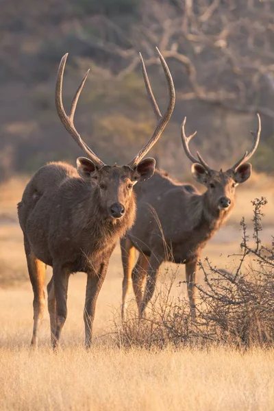 A vertical shot of two deer in a desert area with a blurred background — Stock Image Vertical Shot Two Deer Desert Area Blurred Background Royalty Free Stock Photos