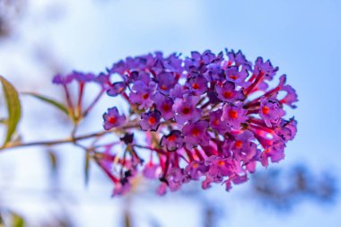 A low angle shot of a beautiful purple Buddleia flower with the blue sky in the background clipart