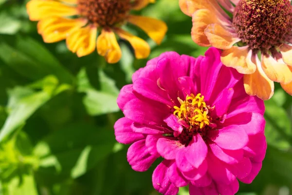 Een Purper Gemeenschappelijk Zinnia Een Tuin Omringd Door Bloemen Groen — Stockfoto