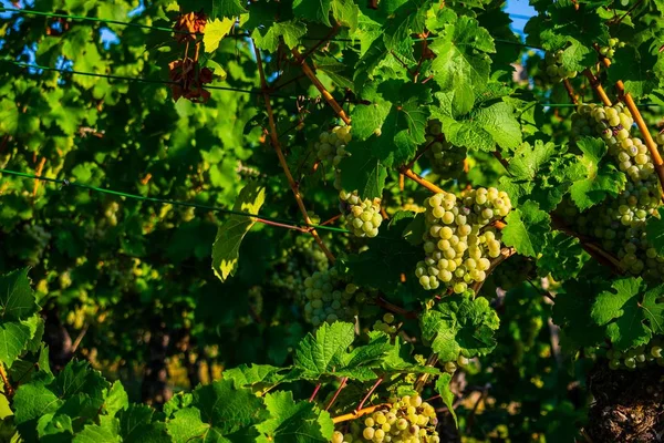 Viñedo Con Uvas Verdes Rodeado Hojas Bajo Luz Del Sol —  Fotos de Stock