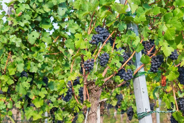 Szőlő Vörös Szőlő Zöldövezetben Napfény Alatt Homályos Háttérrel — Stock Fotó