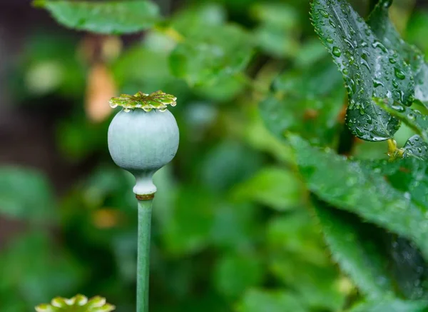 Eine Selektive Fokusaufnahme Einer Ungeblühten Gänseblümchenblümchen Blume Umgeben Von Viel — Stockfoto