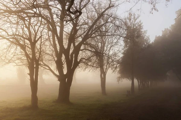 Парк Оточений Деревами Травою Вкритий Туманом Під Сонячним Світлом — стокове фото