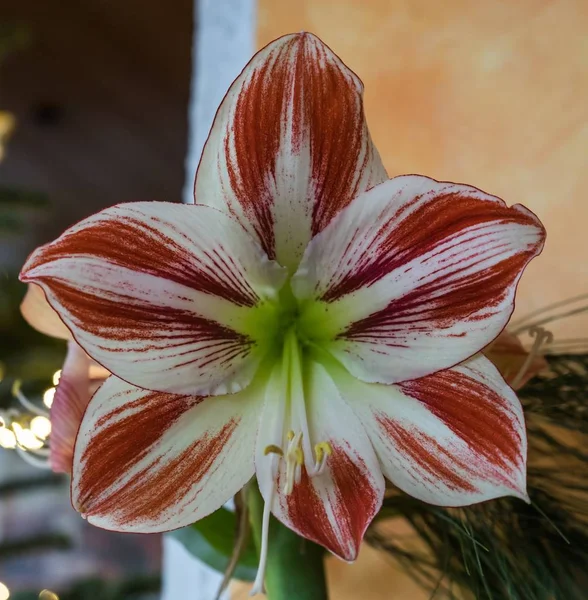 Wybiórcze Ujęcie Egzotycznej Czerwono Białej Orchidei Rozmytym Tłem — Zdjęcie stockowe