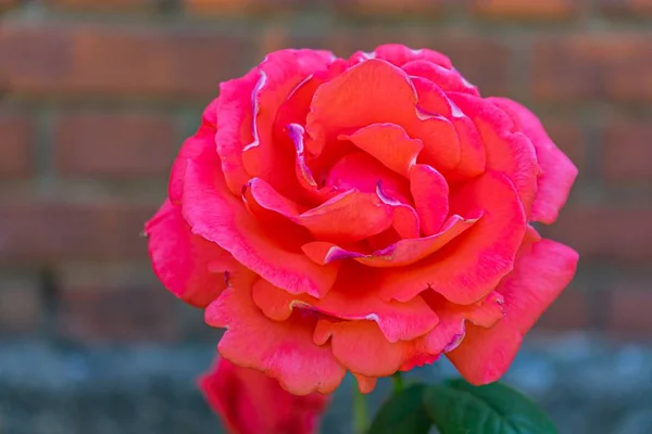 Gros Plan Une Magnifique Rose Rouge Fleurie Avec Mur Pavé — Photo