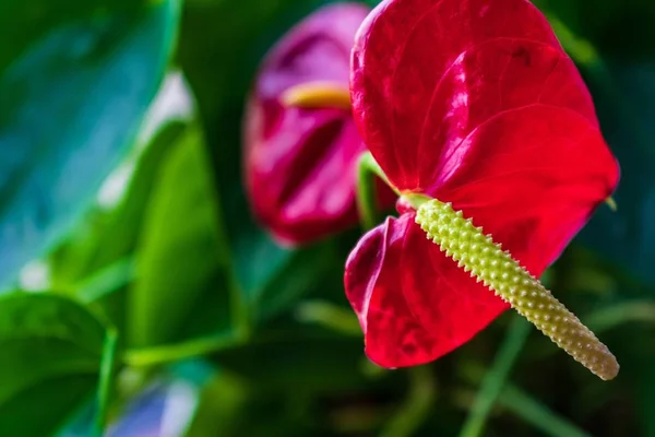 Laceleaf Rojo Jardín Rodeado Flores Vegetación Bajo Luz Del Sol —  Fotos de Stock