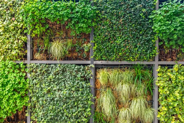 Una Pared Jardín Con Diferentes Plantas Gruñón Ideal Para Fondo — Foto de Stock