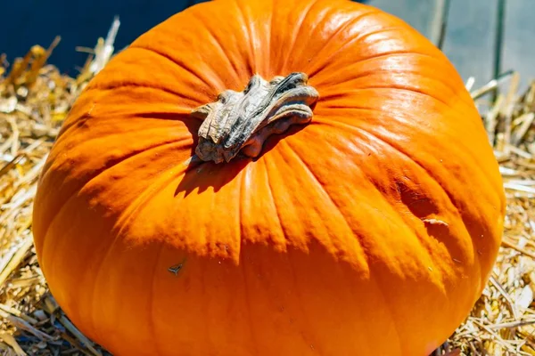 Una Calabaza Enorme Mercado Durante Día — Foto de Stock